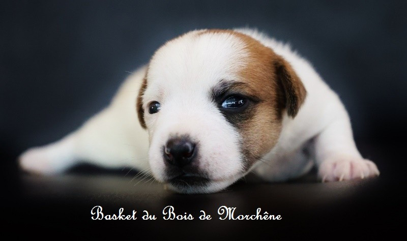 Du Bois De Morchène - Chiots disponibles - Jack Russell Terrier
