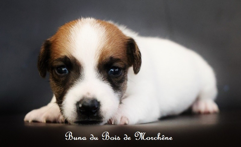 Du Bois De Morchène - Chiots disponibles - Jack Russell Terrier