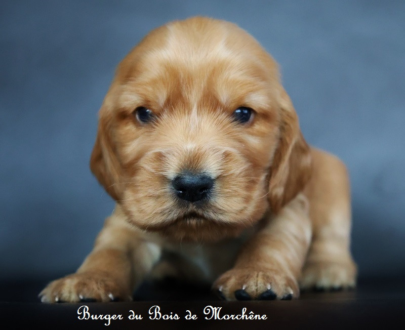 Du Bois De Morchène - Chiots disponibles - Cocker Spaniel Anglais