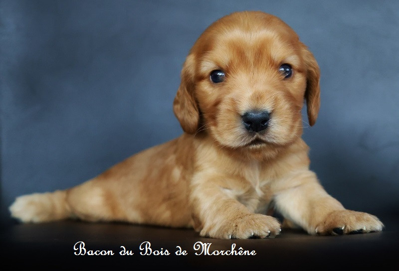 Du Bois De Morchène - Chiots disponibles - Cocker Spaniel Anglais