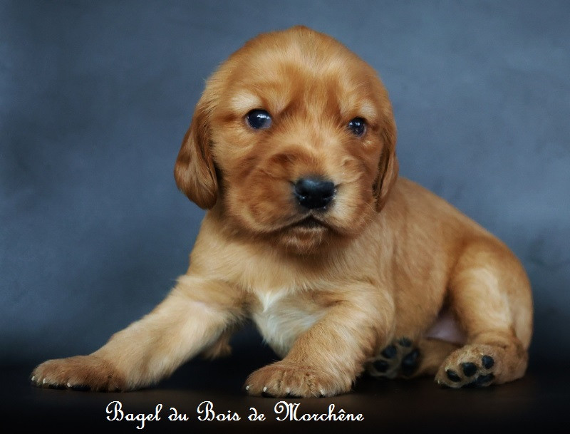 Du Bois De Morchène - Chiots disponibles - Cocker Spaniel Anglais
