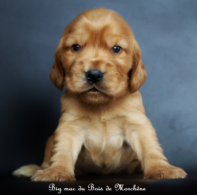 Du Bois De Morchène - Chiots disponibles - Cocker Spaniel Anglais