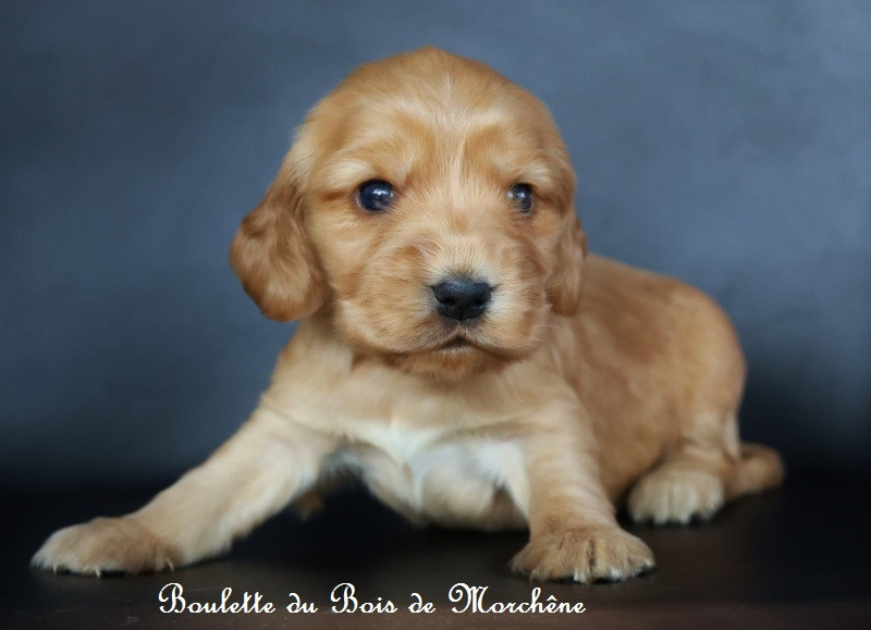Du Bois De Morchène - Chiots disponibles - Cocker Spaniel Anglais