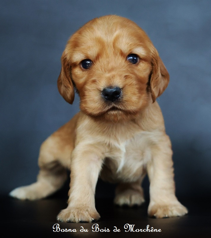 Du Bois De Morchène - Chiots disponibles - Cocker Spaniel Anglais