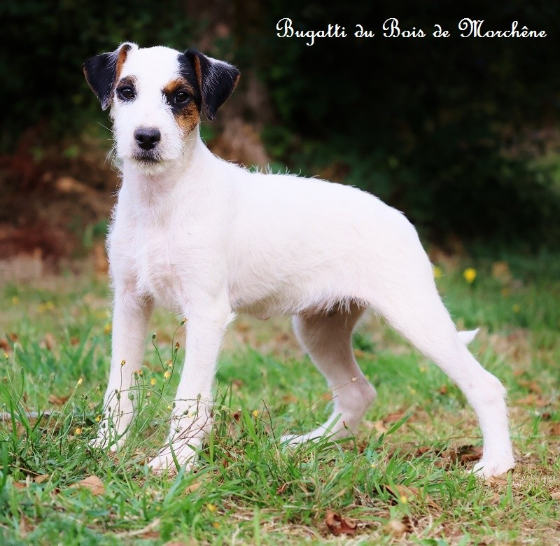Du Bois De Morchène - Chiots disponibles - Parson Russell Terrier