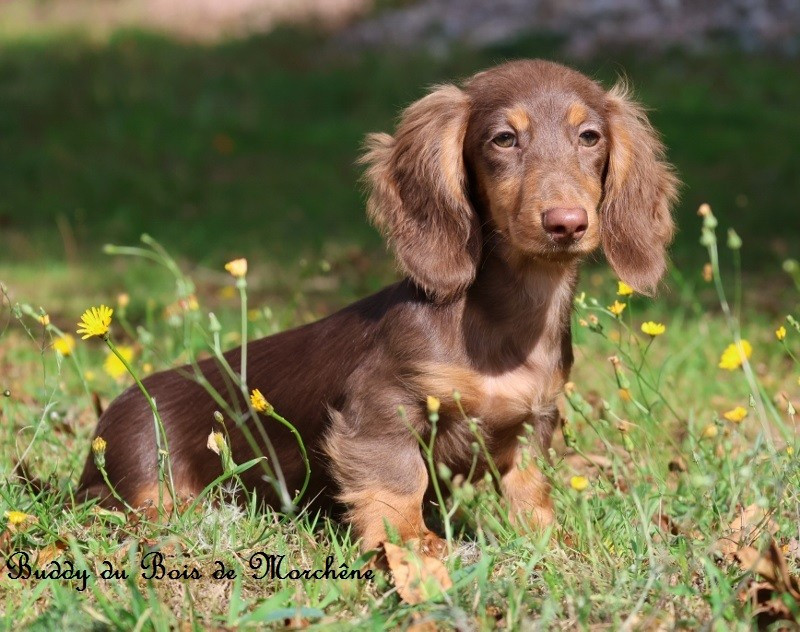Du Bois De Morchène - Chiots disponibles - Teckel poil long