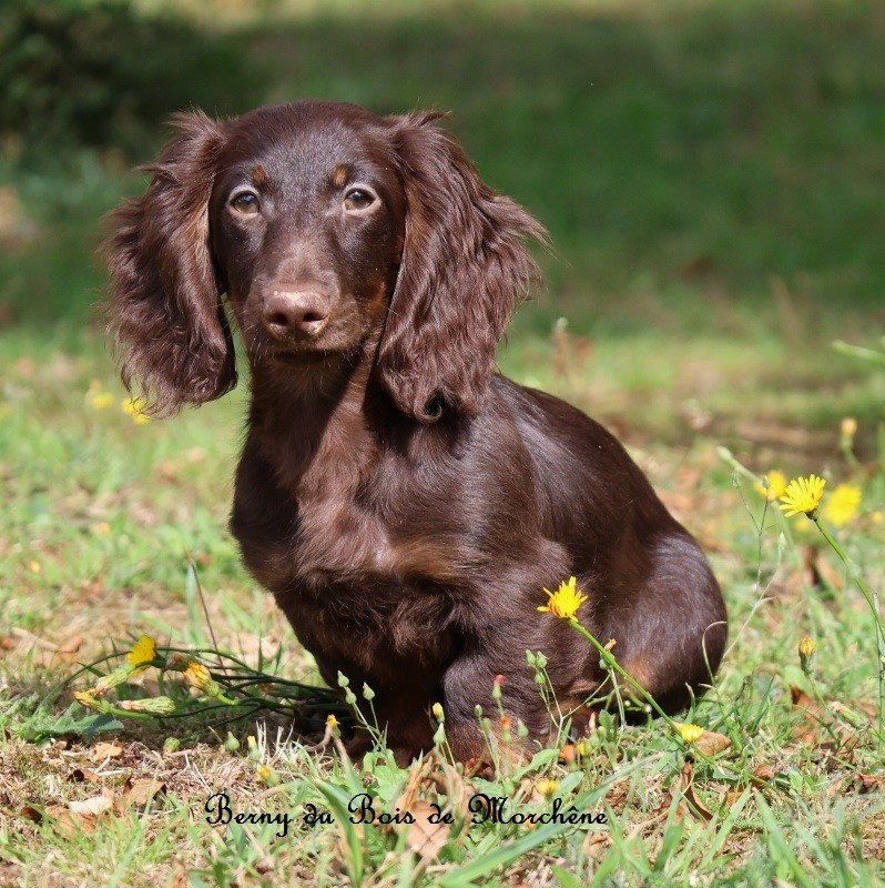 Du Bois De Morchène - Chiots disponibles - Teckel poil long