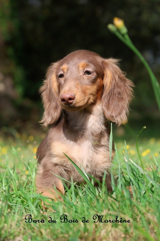 Du Bois De Morchène - Chiots disponibles - Teckel poil long