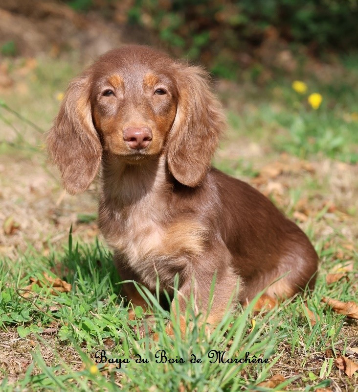 Du Bois De Morchène - Chiots disponibles - Teckel poil long