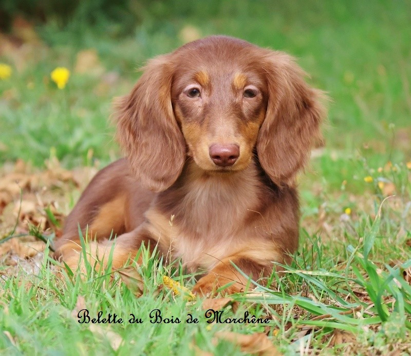 Du Bois De Morchène - Chiots disponibles - Teckel poil long