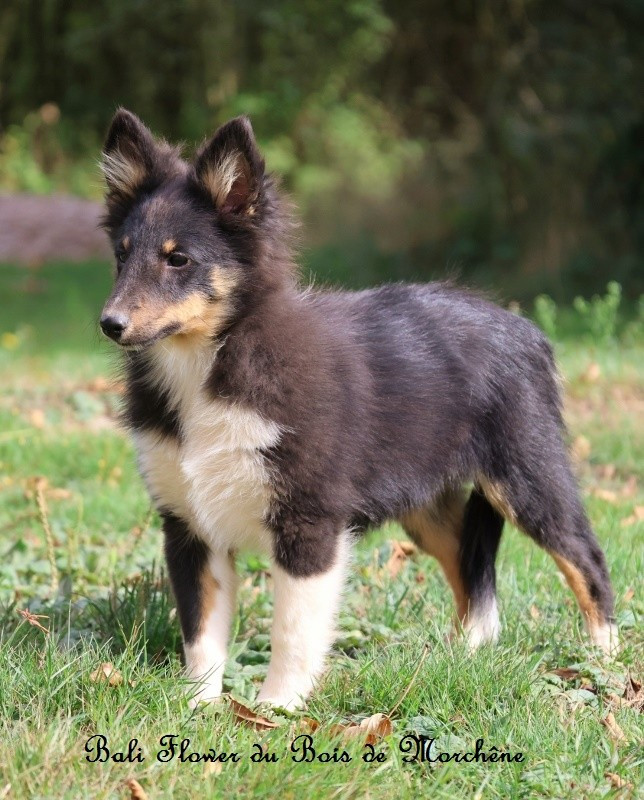 Du Bois De Morchène - Chiots disponibles - Shetland Sheepdog