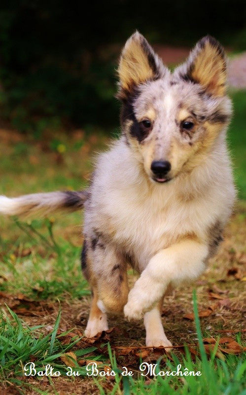 Du Bois De Morchène - Chiots disponibles - Shetland Sheepdog
