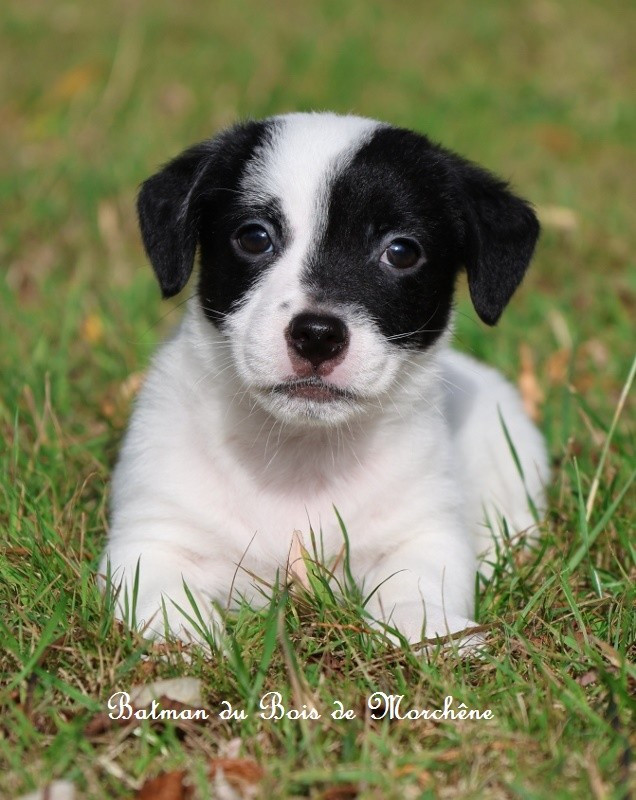 Du Bois De Morchène - Chiots disponibles - Jack Russell Terrier