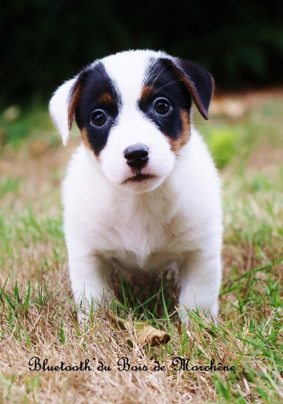 Du Bois De Morchène - Chiots disponibles - Jack Russell Terrier