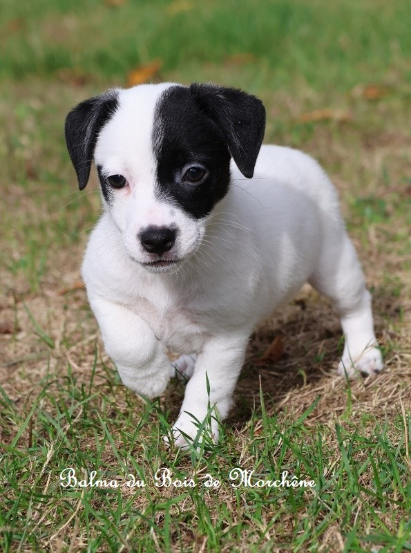 Du Bois De Morchène - Chiots disponibles - Jack Russell Terrier