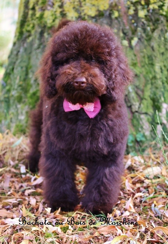 Du Bois De Morchène - Chiots disponibles - Caniche