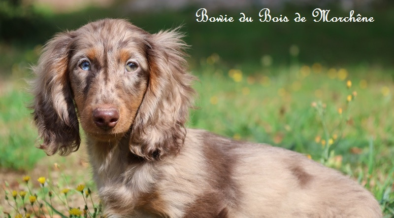 Chiot Teckel poil long Du Bois De Morchène