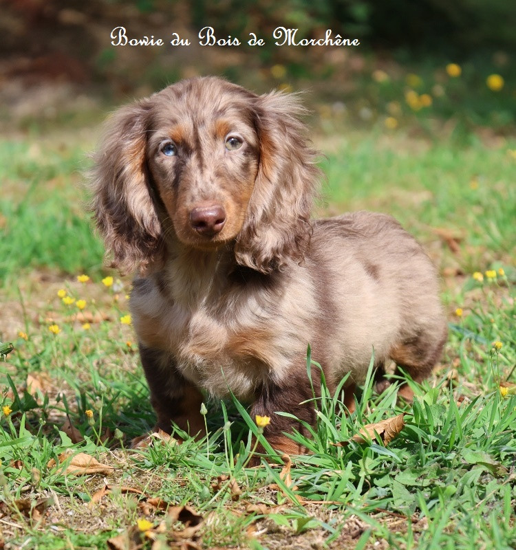 Du Bois De Morchène - Chiots disponibles - Teckel poil long