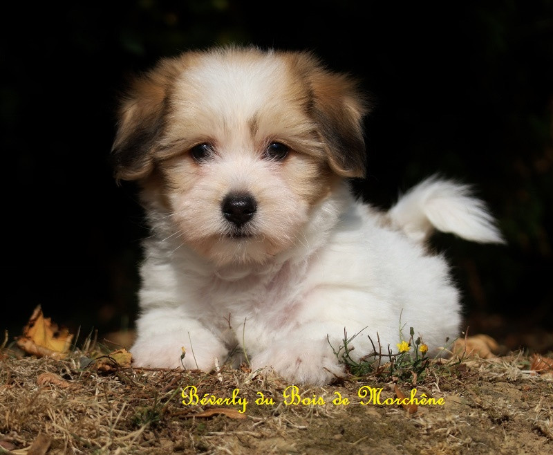 Du Bois De Morchène - Chiots disponibles - Coton de Tulear