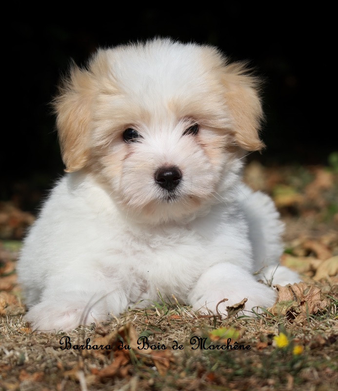 Du Bois De Morchène - Chiots disponibles - Coton de Tulear