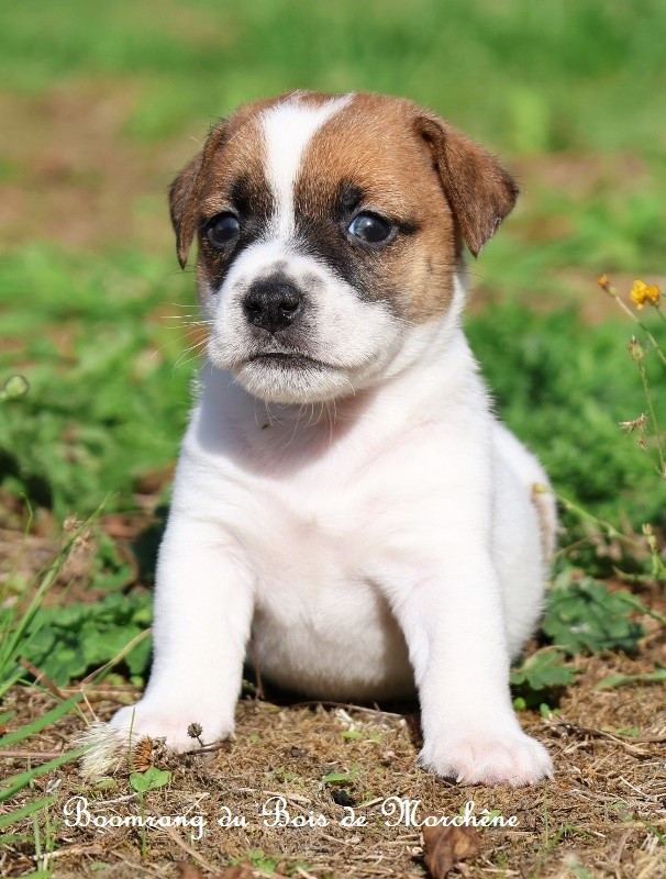 Du Bois De Morchène - Chiots disponibles - Jack Russell Terrier