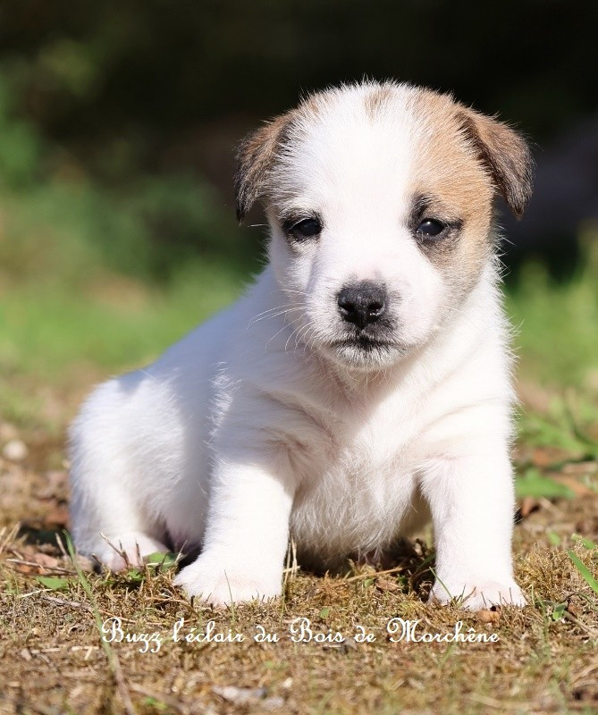 Du Bois De Morchène - Chiots disponibles - Jack Russell Terrier