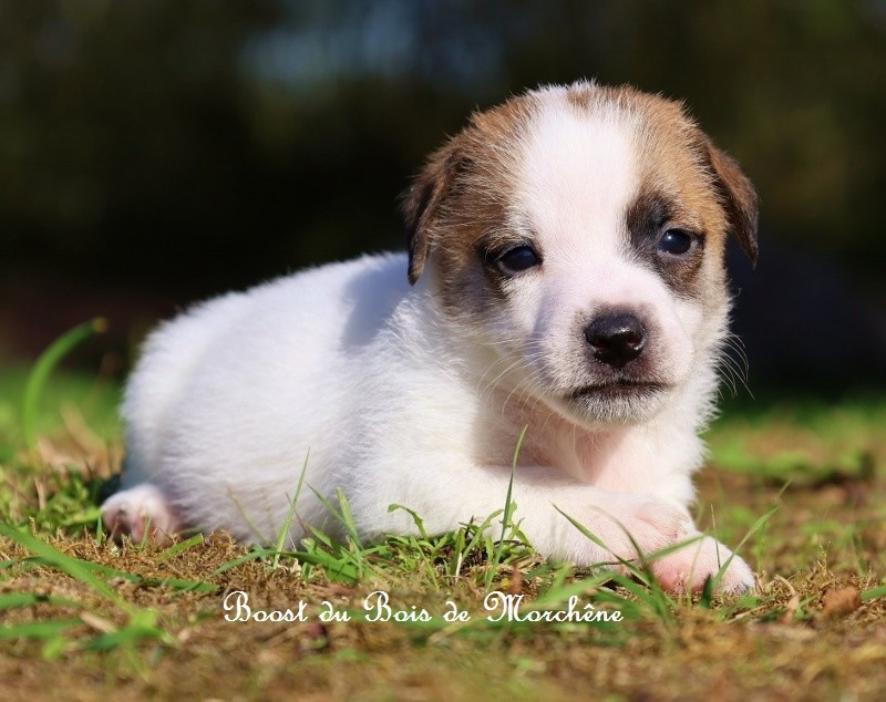 Du Bois De Morchène - Chiots disponibles - Jack Russell Terrier