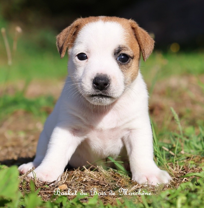 Du Bois De Morchène - Chiots disponibles - Jack Russell Terrier