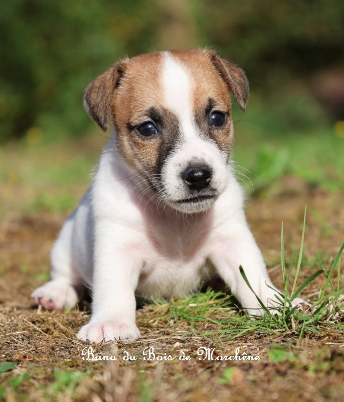 Du Bois De Morchène - Chiots disponibles - Jack Russell Terrier