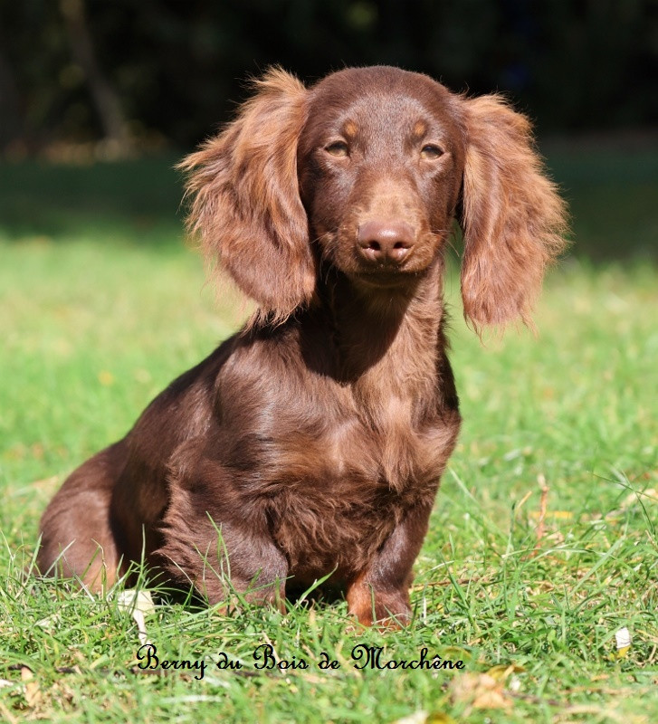 Du Bois De Morchène - Chiots disponibles - Teckel poil long