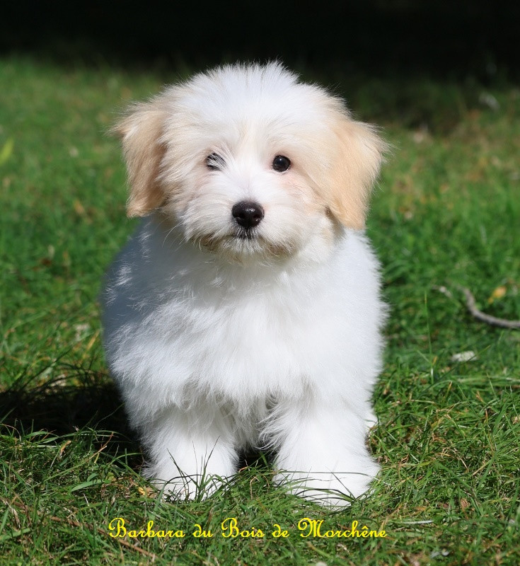 Du Bois De Morchène - Chiots disponibles - Coton de Tulear