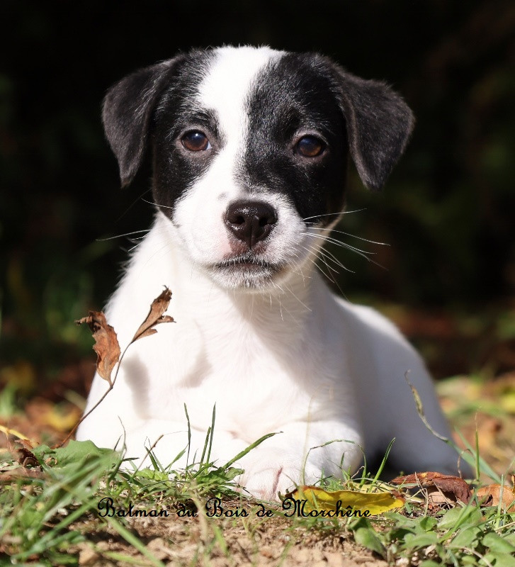 Du Bois De Morchène - Chiots disponibles - Jack Russell Terrier