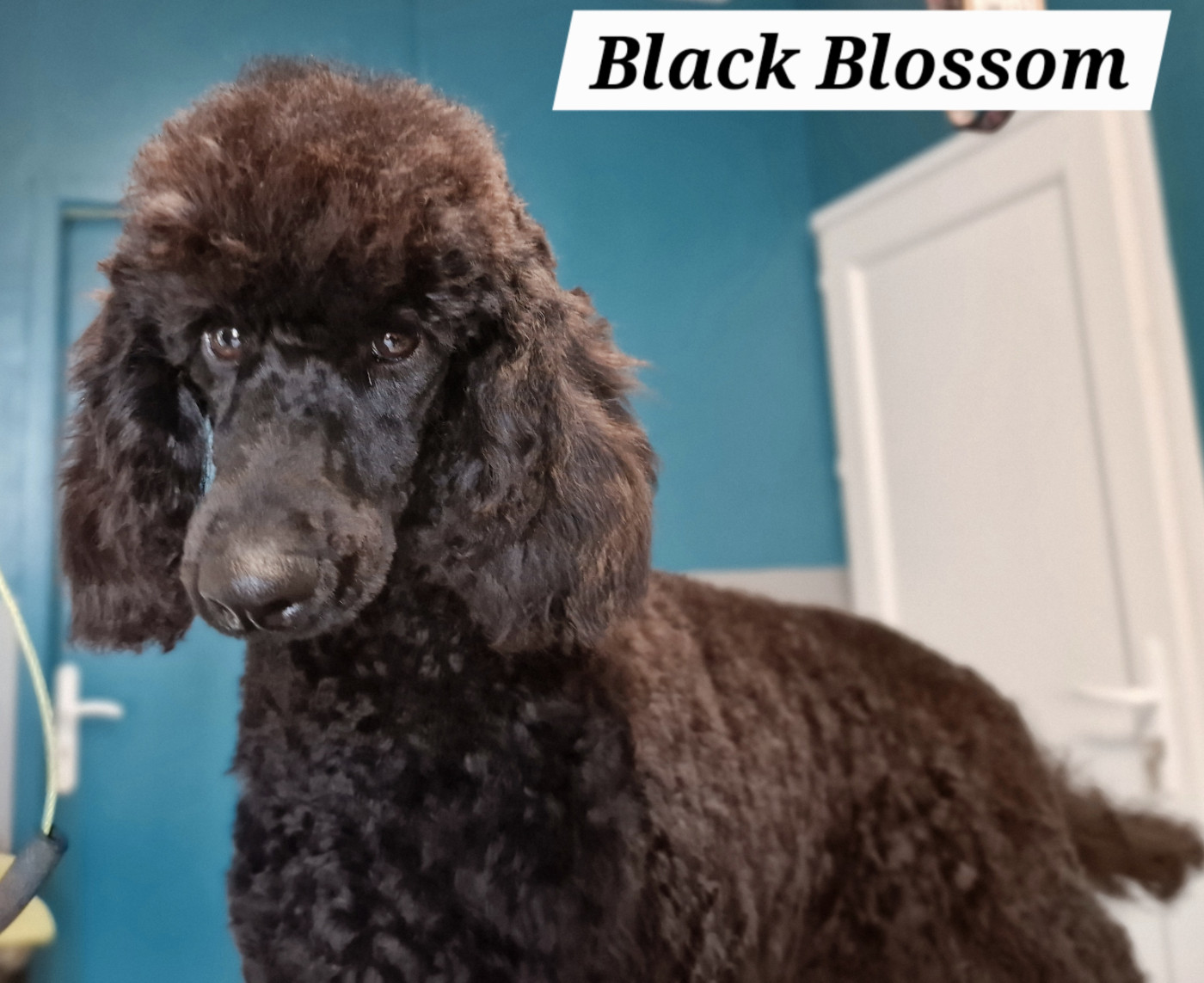 Du Bois De Morchène - Chiots disponibles - Caniche