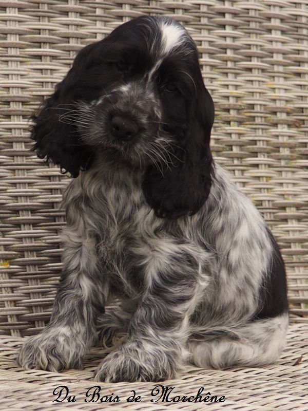 Chiot Cocker Spaniel Anglais du bois de Morchène