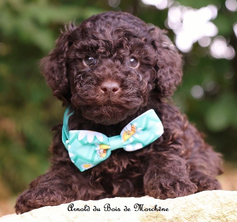 du bois de Morchène - Chiots disponibles - Caniche