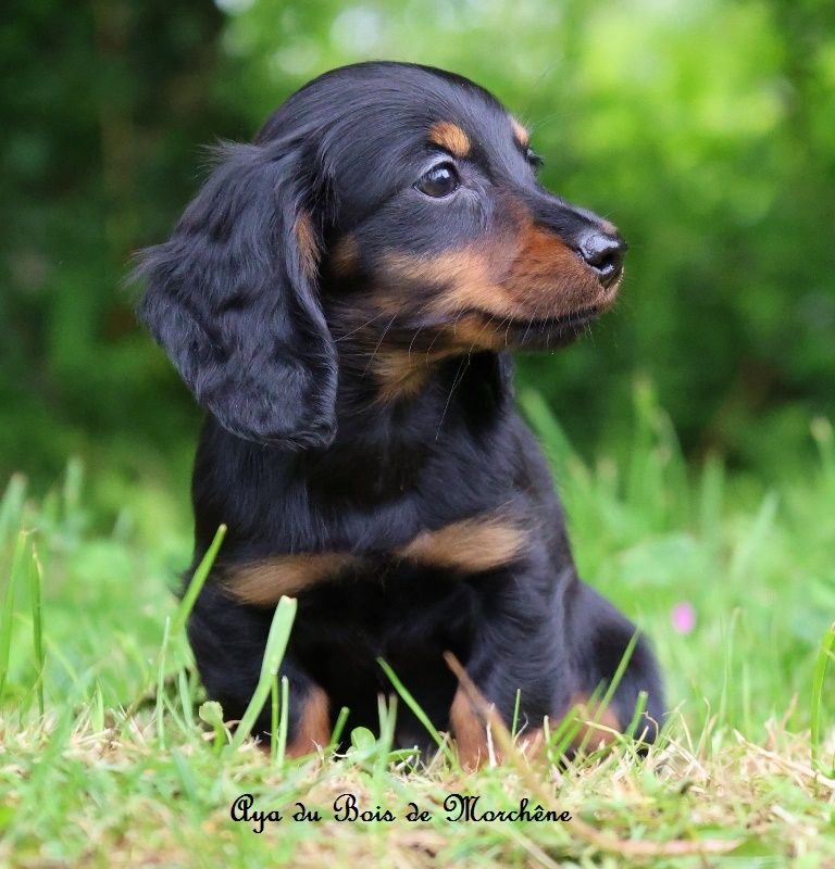 du bois de Morchène - Chiots disponibles - Teckel poil long