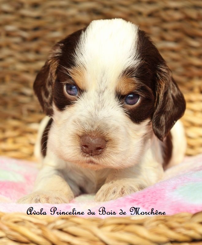 du bois de Morchène - Chiots disponibles - Cocker Spaniel Anglais