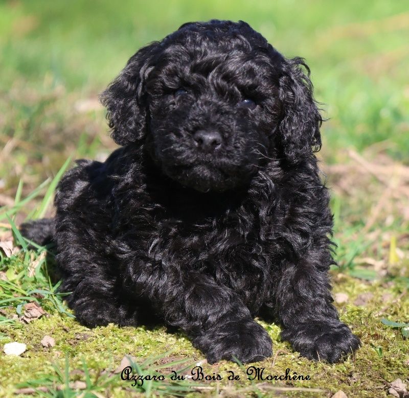 du bois de Morchène - Chiots disponibles - Caniche