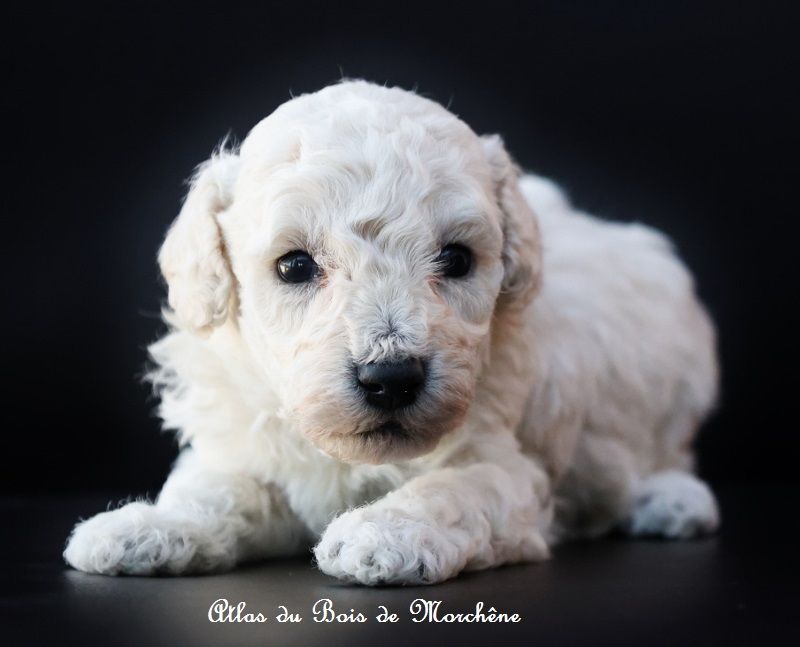 du bois de Morchène - Chiots disponibles - Caniche