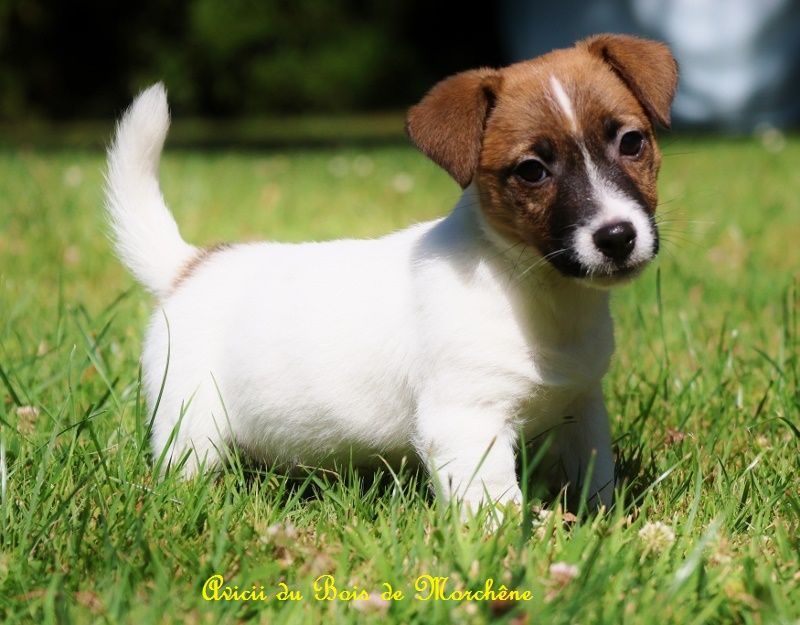 du bois de Morchène - Chiots disponibles - Jack Russell Terrier