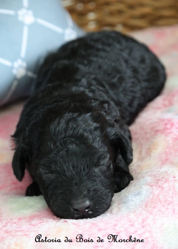 du bois de Morchène - Chiots disponibles - Caniche