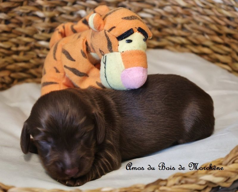 du bois de Morchène - Chiots disponibles - Teckel poil long