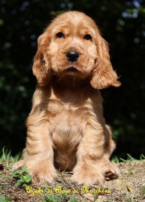du bois de Morchène - Chiots disponibles - Cocker Spaniel Anglais
