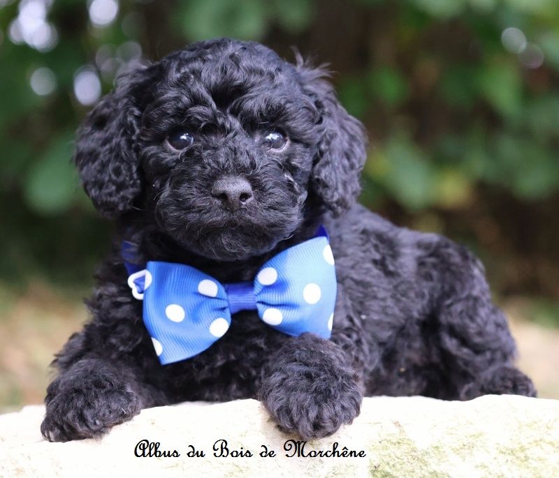 du bois de Morchène - Chiots disponibles - Caniche