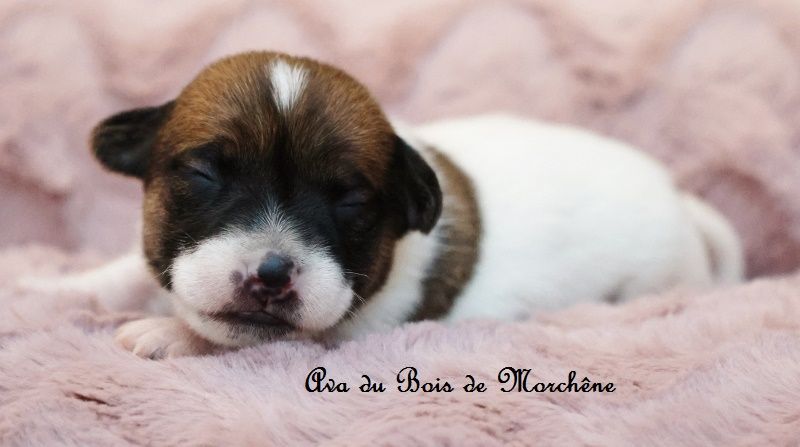 du bois de Morchène - Chiots disponibles - Jack Russell Terrier