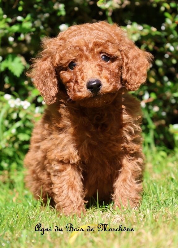 du bois de Morchène - Chiots disponibles - Caniche