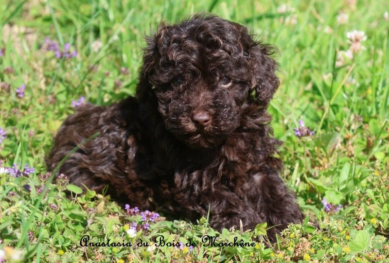 du bois de Morchène - Chiots disponibles - Caniche