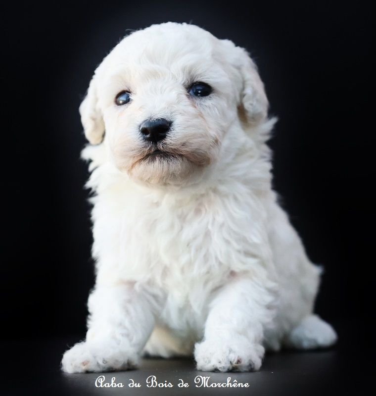 du bois de Morchène - Chiots disponibles - Caniche