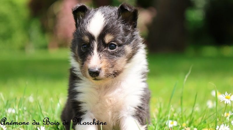 du bois de Morchène - Chiots disponibles - Shetland Sheepdog