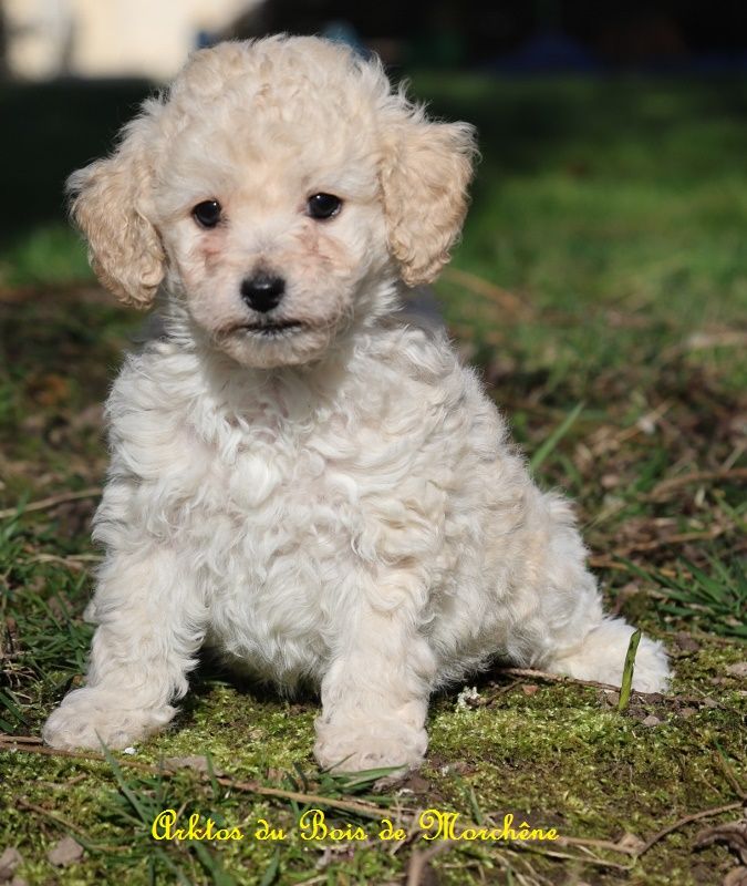 du bois de Morchène - Chiots disponibles - Caniche